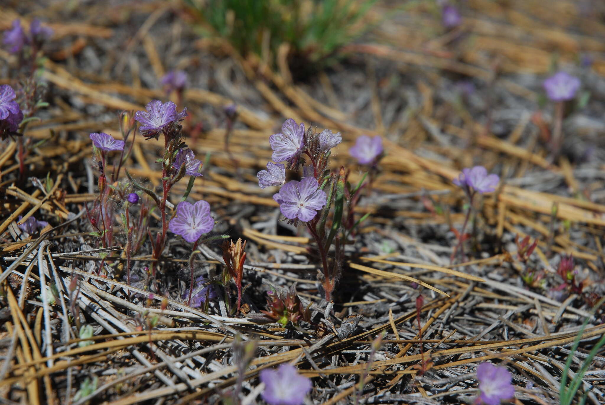 Image de Phacelia exilis (A. Gray) G. J. Lee