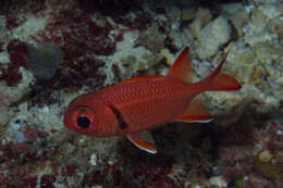 Image of Robust soldierfish