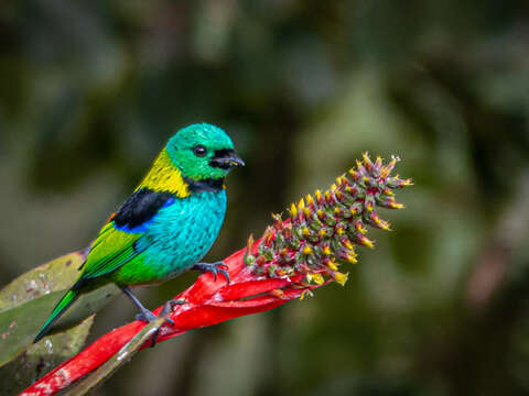 Image of Green-headed Tanager