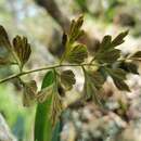 Image of Egyptian spleenwort