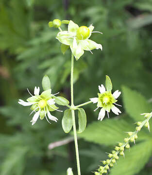 Image of Silene baccifera (L.) Roth