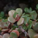 Image of Sedum patens