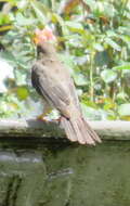 Image of Karoo Thrush