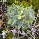 Image of Eritrichium villosum (Ledeb.) Bunge