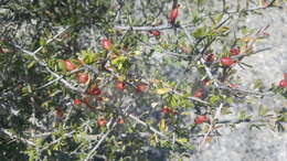 Image of Texan goatbush