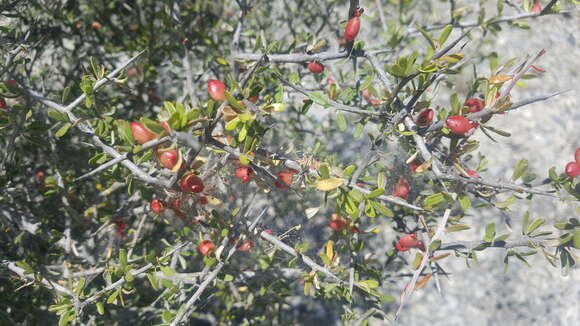 Слика од Castela erecta subsp. texana (Torr. & A. Gray) Cronquist