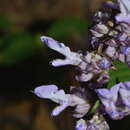 Sivun Salvia compsostachys Epling kuva