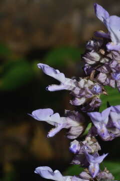 Imagem de Salvia compsostachys Epling