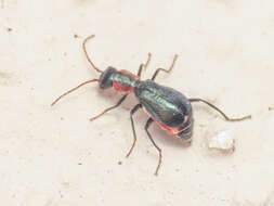 Cyrtosus cyanipennis resmi