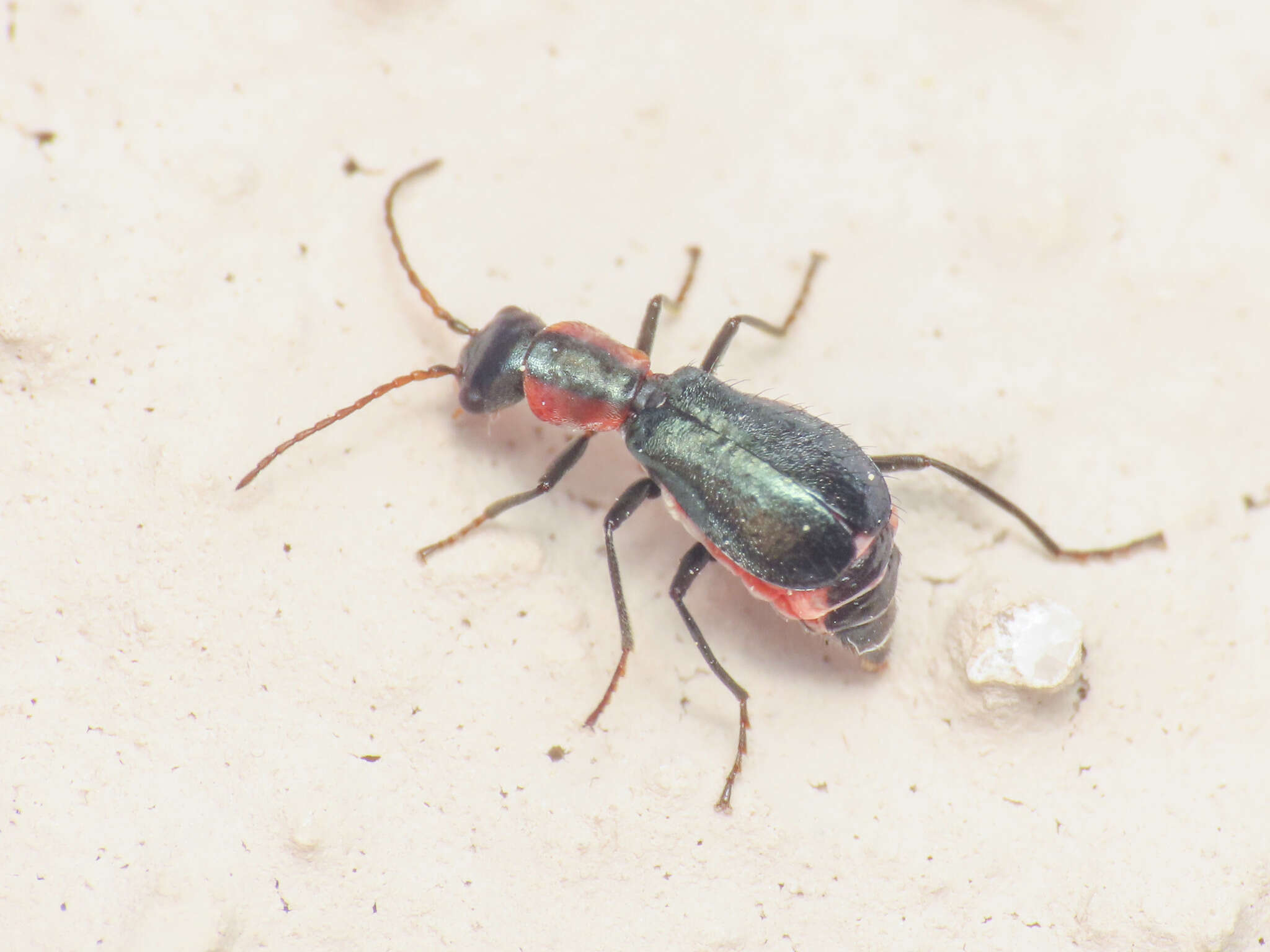 Image of Cyrtosus cyanipennis