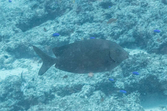 Image of Gold-spotted rabbitfish