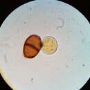 صورة Puccinia orbicula Peck & Clinton 1878