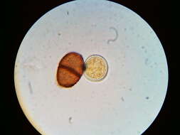 Imagem de Puccinia orbicula Peck & Clinton 1878