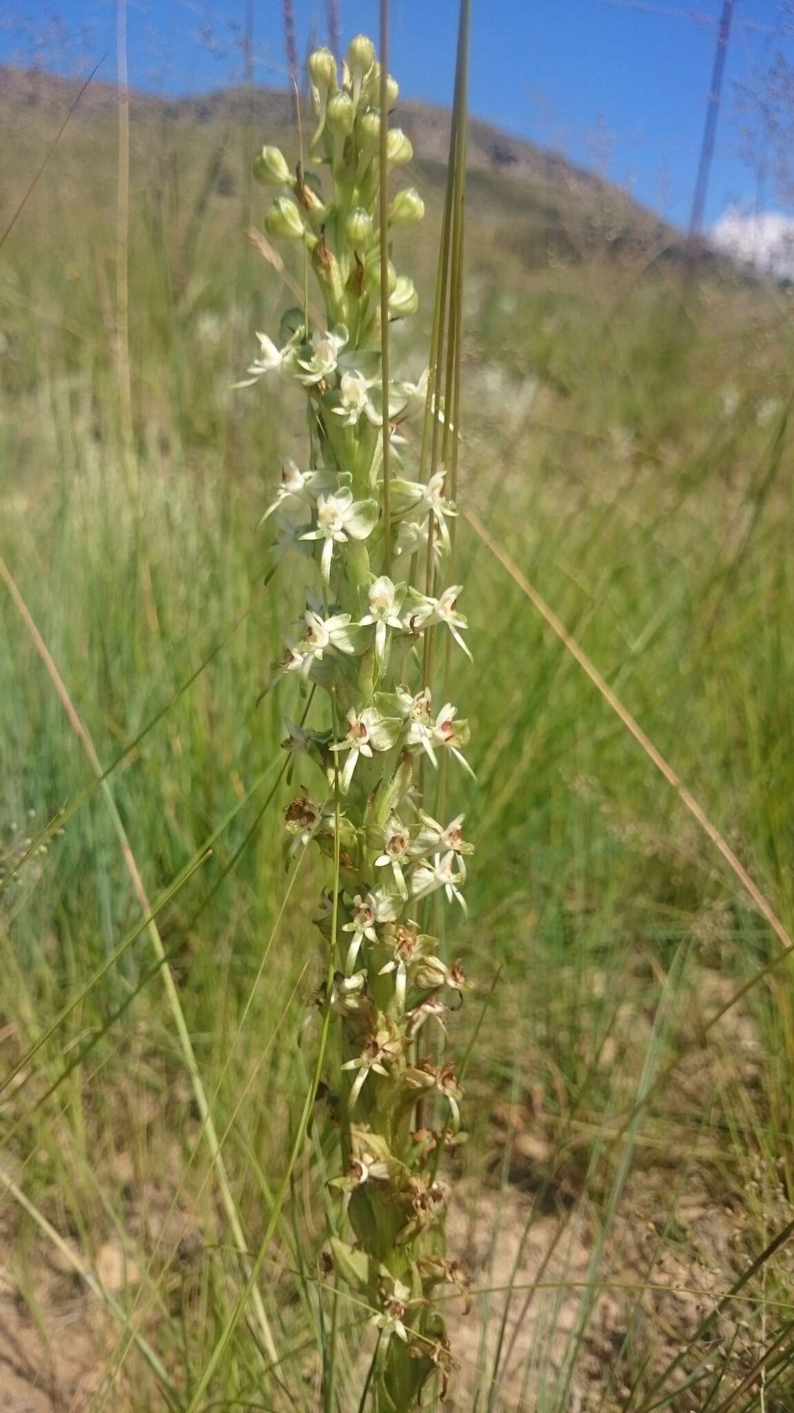 Plancia ëd Habenaria dives Rchb. fil.