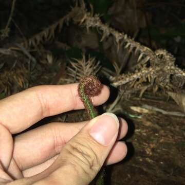 Слика од Pteris amoena Bl.