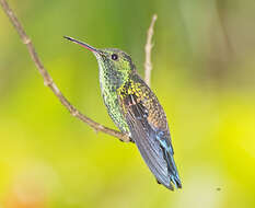 Image of Blue-vented Hummingbird