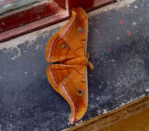 Image of Tasar Silkmoth