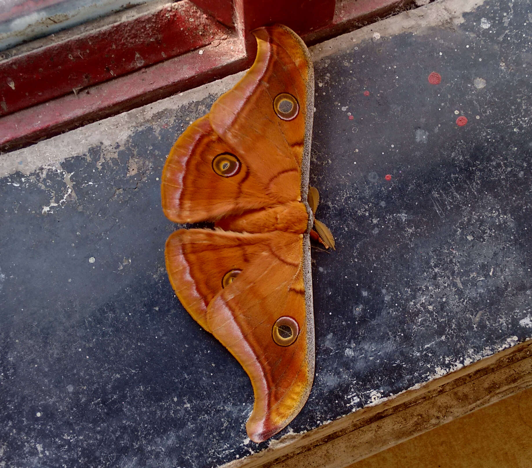 Image of Tasar Silk Moth