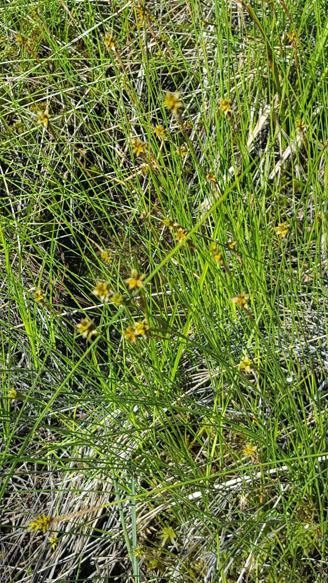 Image of Coastal sedge