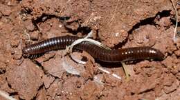 Image of Byzantorhopalum (Byzantorhopalum) sapphicum (Strasser 1976)