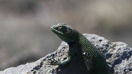 Sceloporus smaragdinus Bocourt 1873的圖片