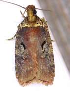 Image of Agonopterix lythrella Walsingham 1889