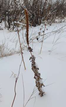 Image of Veronicastrum sibiricum (L.) Pennell