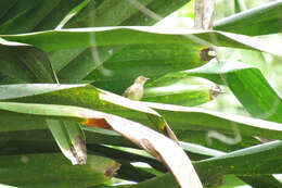 Image of Asian Red-eyed Bulbul