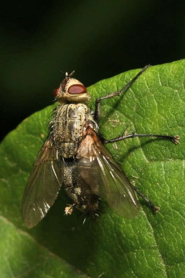 صورة Microphthalma europaea Egger 1860