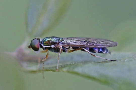 Image of Sargus fasciatus Fabricius 1805