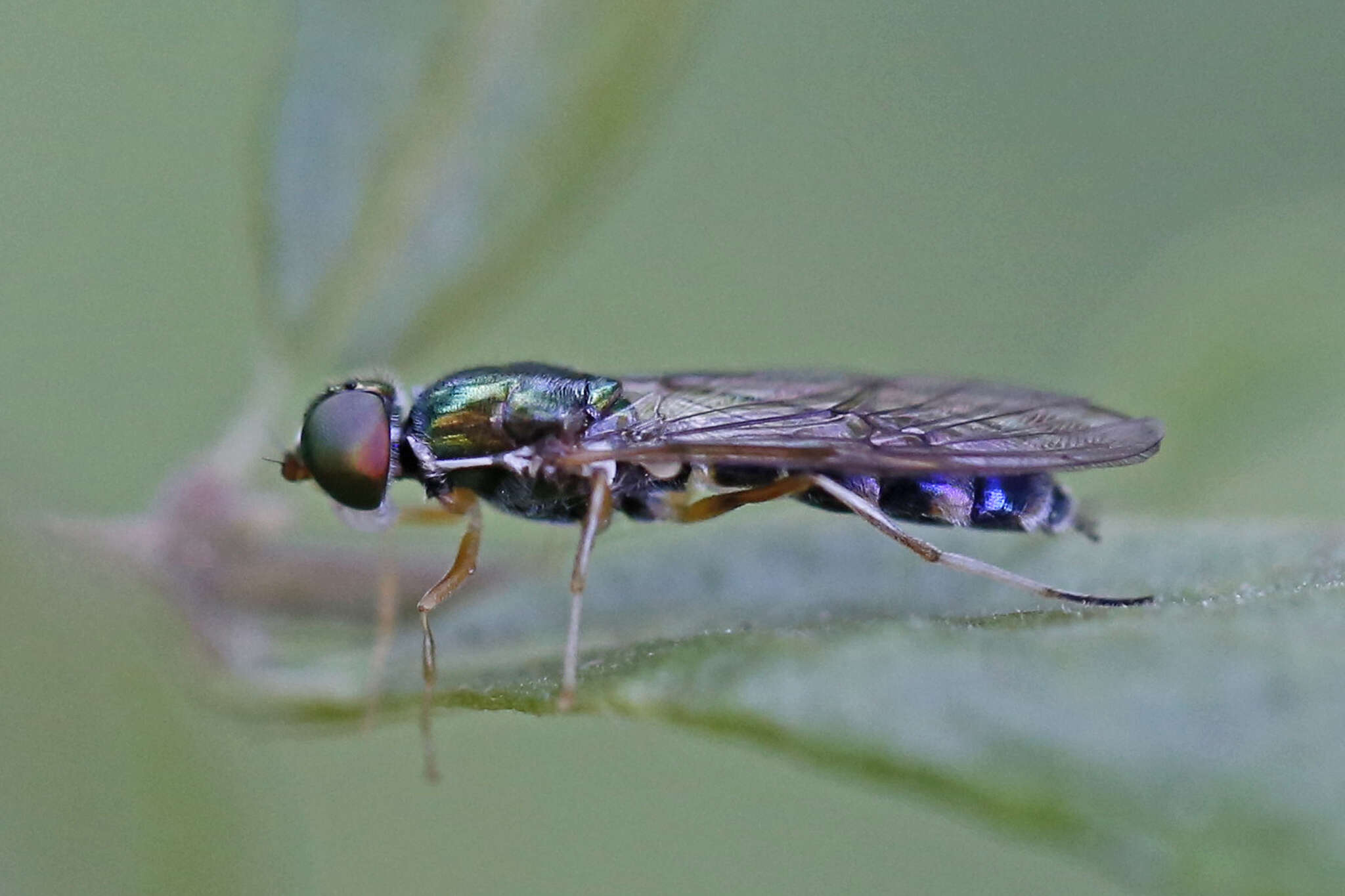 Image of Sargus fasciatus Fabricius 1805