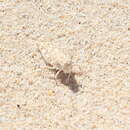 Image of Algarve Sand Grasshopper