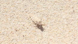 Image of Algarve Sand Grasshopper