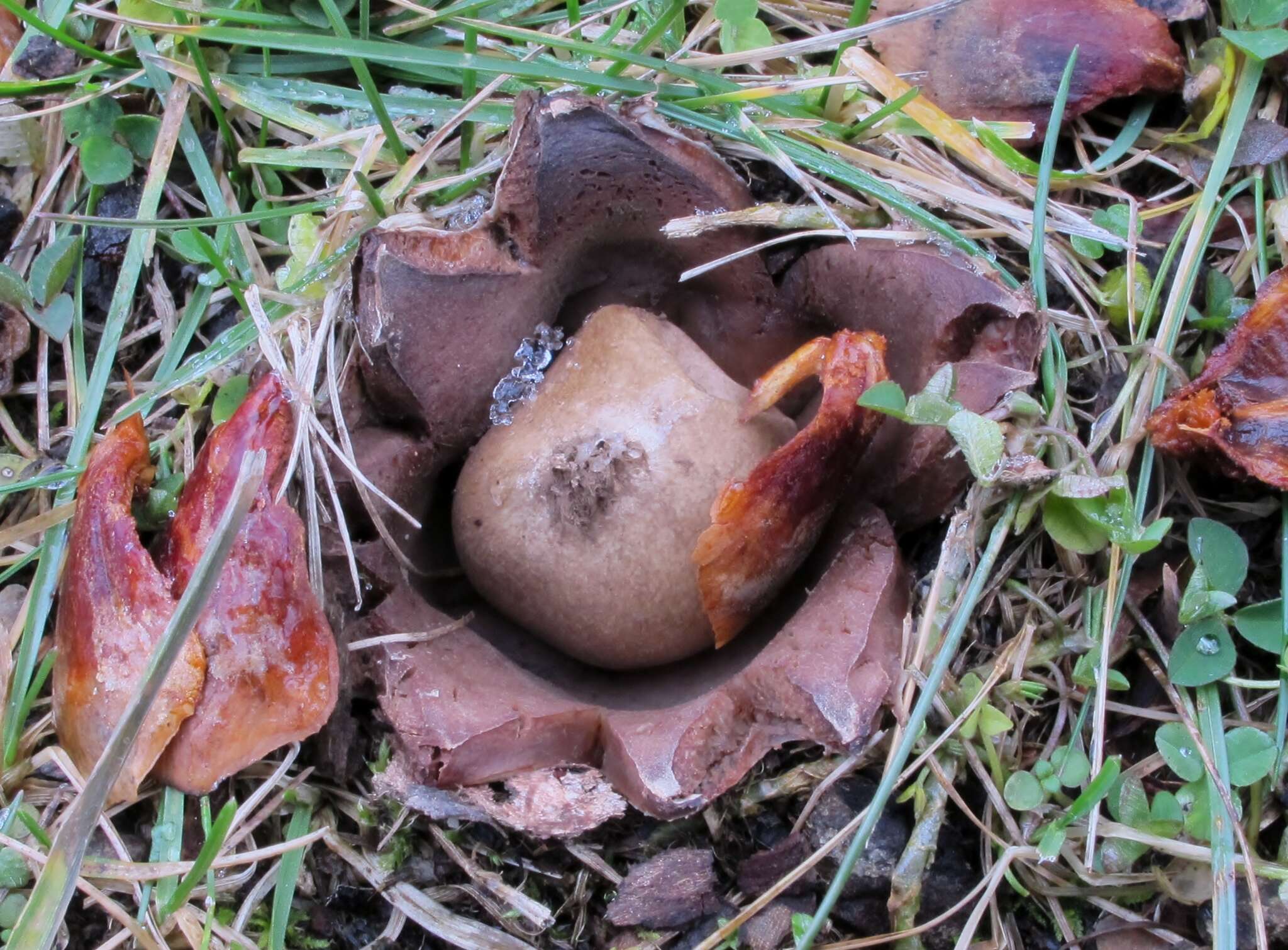 Plancia ëd Geastrum rufescens Pers. 1801