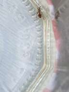 Image of Dasymutilla monticola (Cresson 1865)