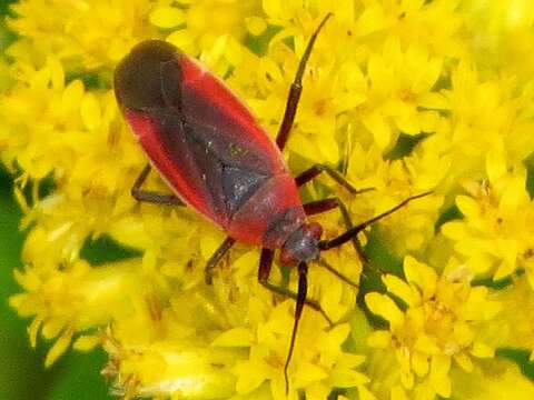 Image of Lopidea instabilis (Reuter 1909)