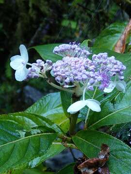 Image of Hydrangea longifolia Hayata