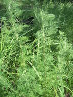 Image of Roman wormwood