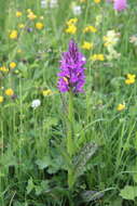 Dactylorhiza urvilleana (Steud.) H. Baumann & Künkele resmi