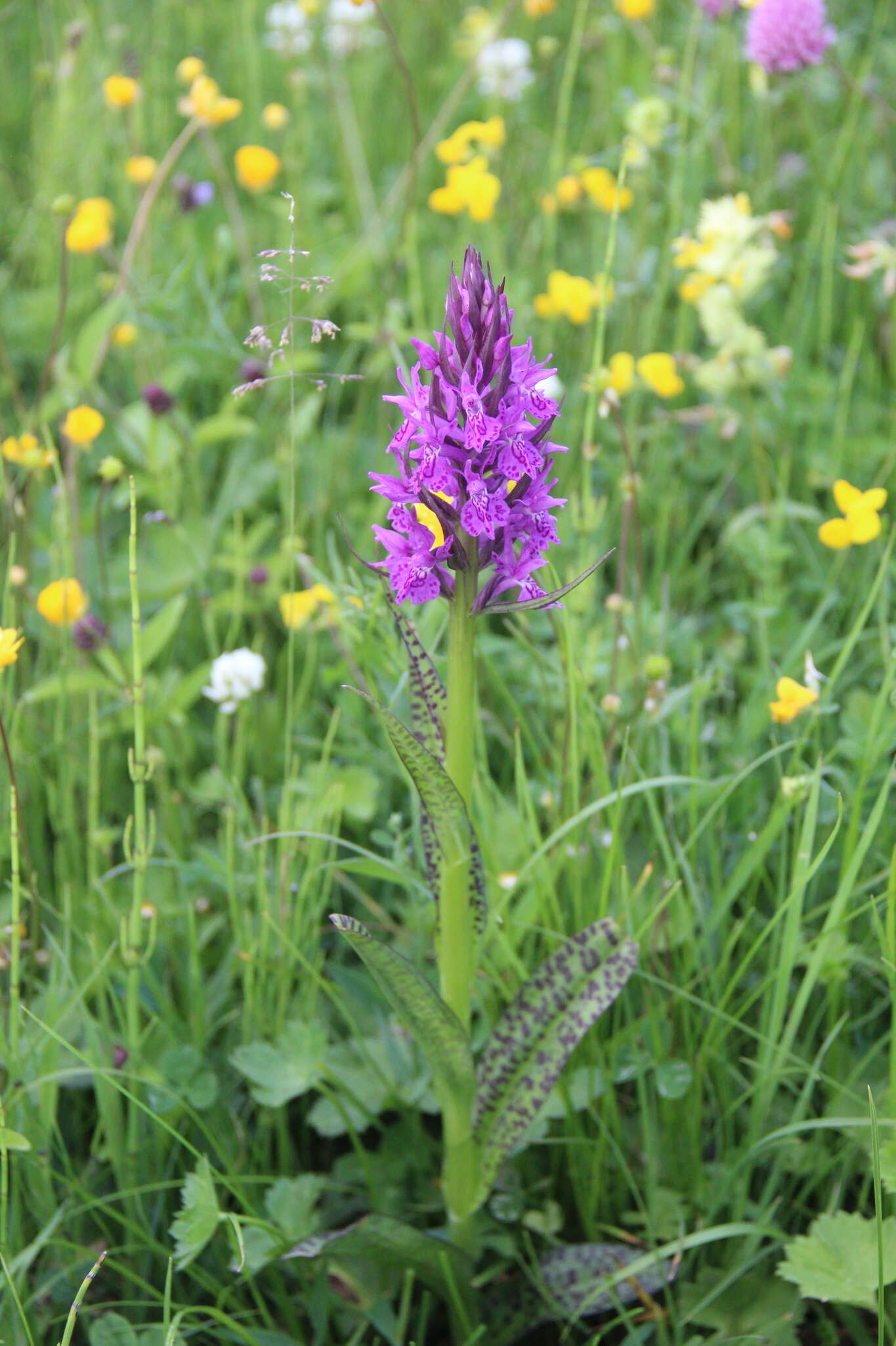 Dactylorhiza urvilleana (Steud.) H. Baumann & Künkele resmi