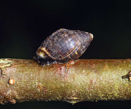 Image of Pleuroloba quoyi (H. Adams & A. Adams 1854)