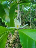 Image of Magnolia alba (DC.) Figlar