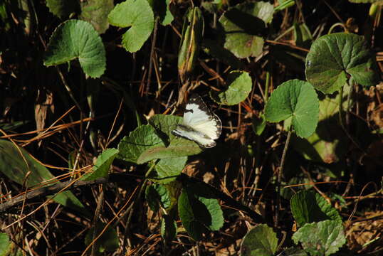 Image of Belenois zochalia (Boisduval 1836)