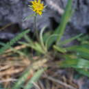 Imagem de Helianthella californica subsp. shastensis (W. A. Weber) W. A. Weber