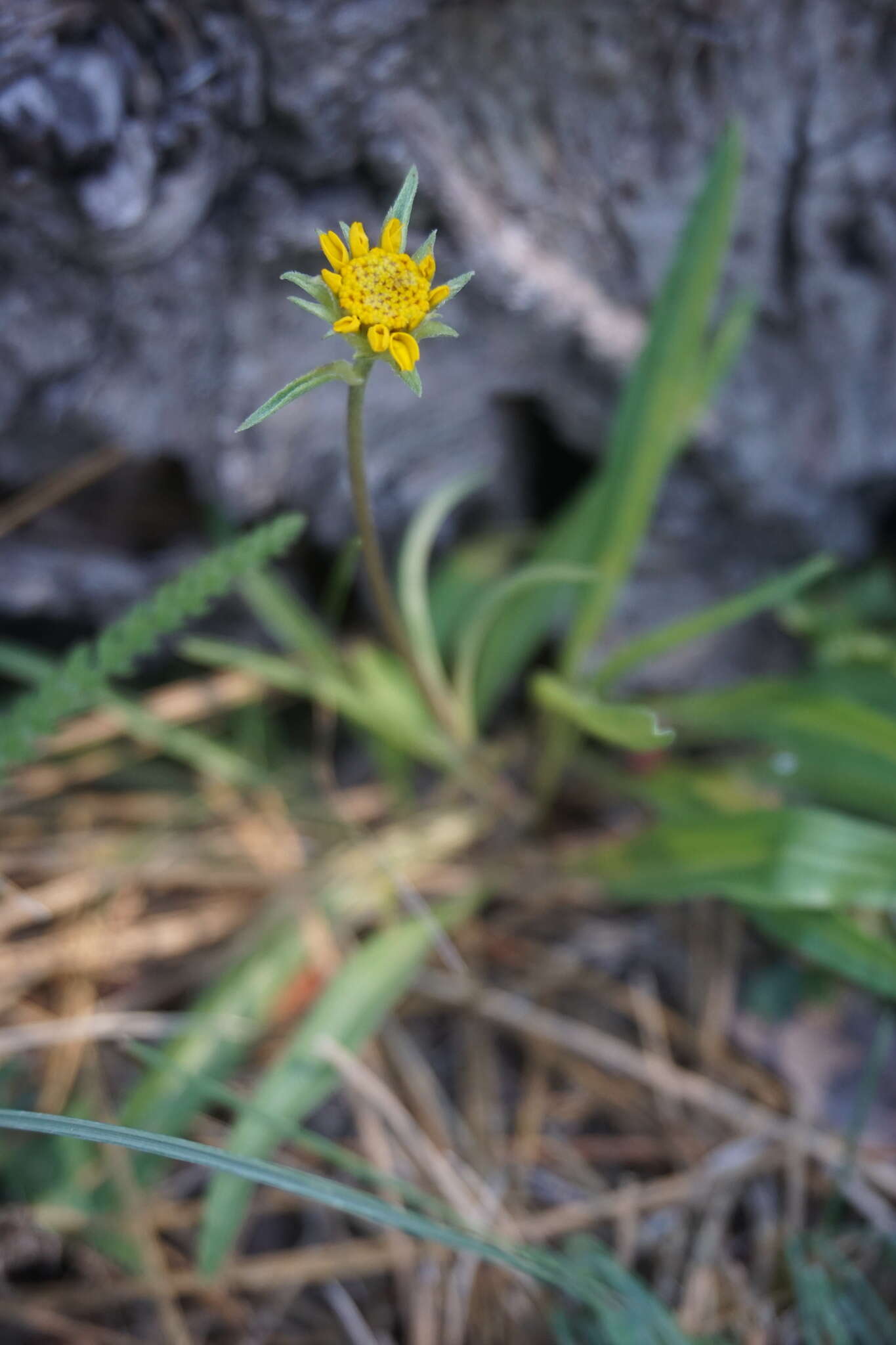 Imagem de Helianthella californica subsp. shastensis (W. A. Weber) W. A. Weber