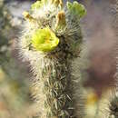 Image of Cylindropuntia ganderi subsp. catavinensis (Rebman) U. Guzmán