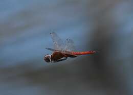 Tramea abdominalis (Rambur 1842) resmi