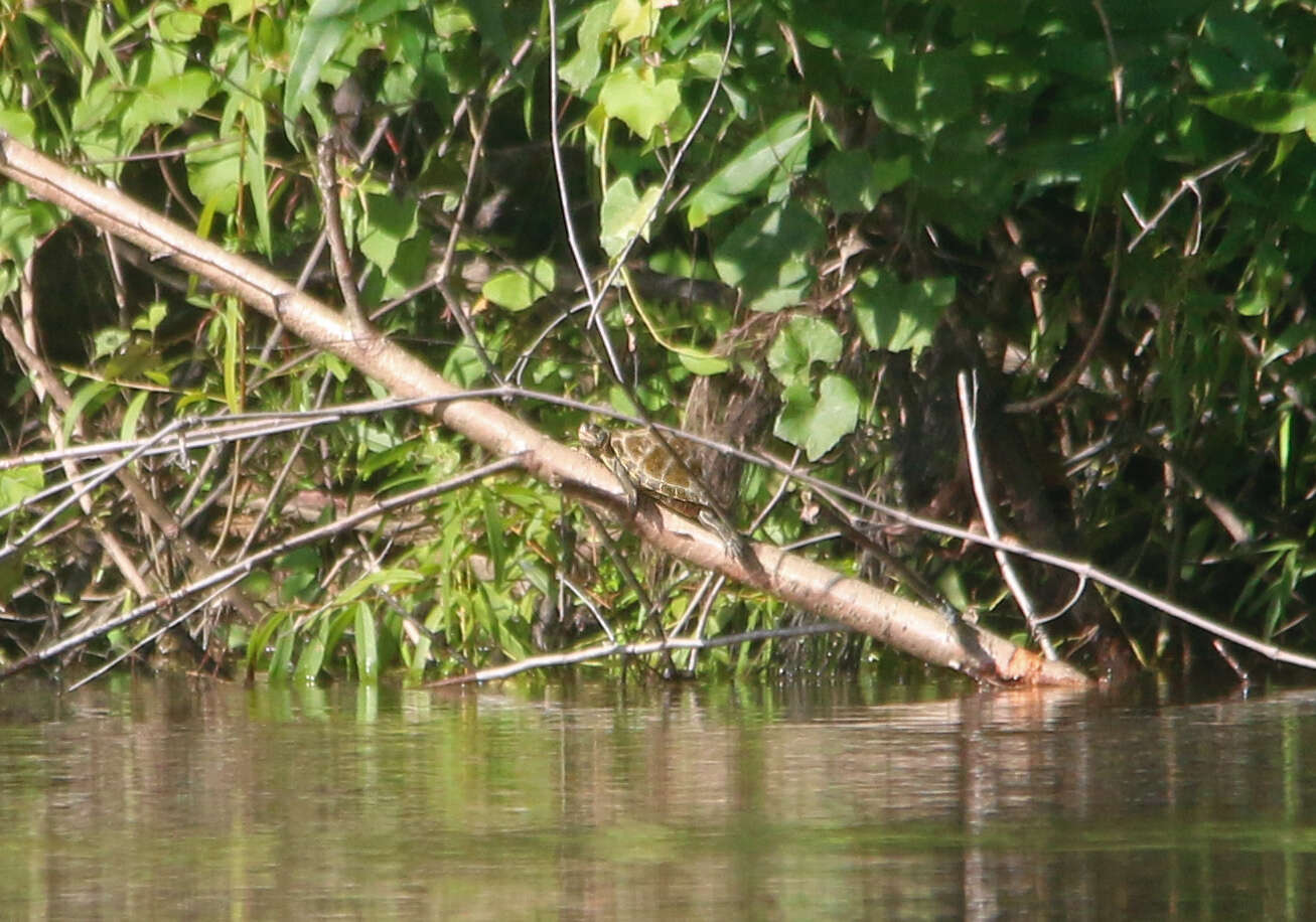 Image of Escambia Map Turtle