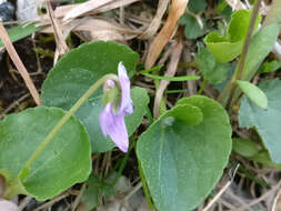 Image of marsh violet