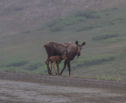 Image of North American Elk